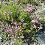 Epilobium dodonaei Habit