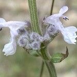 Nepeta nepetella फूल