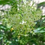 Cestrum nocturnum Flower