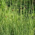 Typha minima Hábito