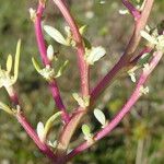 Chenopodium glaucum Kůra