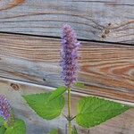 Agastache foeniculum Цвят