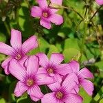 Oxalis articulata Fleur