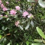Rhododendron minus Flower