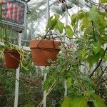 Pelargonium sidoides Elinympäristö