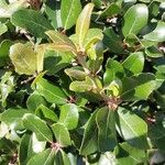 Quercus phillyreoides Folha
