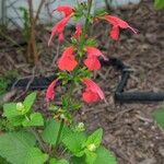 Salvia coccineaFlower