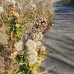 Solidago sempervirens Froito