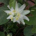 Passiflora subpeltata