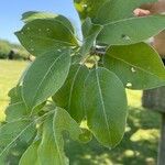 Pyrus nivalis Feuille