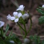 Murbeckiella pinnatifida Fiore