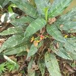 Aglaonema marantifolium Folha