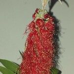 Callistemon viminalis Kukka