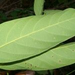 Nectandra hihua Frunză