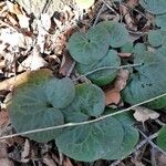 Asarum europaeum 葉