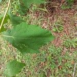 Smallanthus uvedalia Leaf