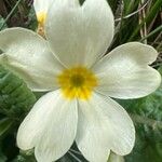 Primula × polyantha Blüte