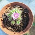 Mammillaria zeilmanniana Flower