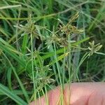 Cyperus flavescens Feuille