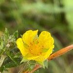 Potentilla erectaFlower