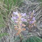 Orobanche ramosa Flower