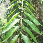 Cedrela angustifolia Лист