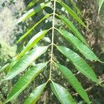 Cedrela angustifolia Leaf