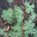 Geranium tuberosum Habit