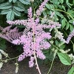 Astilbe japonicaফুল