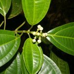 Miconia cooperi Leaf