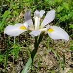 Iris virginica Virág