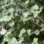 Ribes uva-crispa Folla