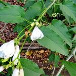 Ipomoea carnea Blatt