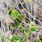 Carissa spinarum Leaf