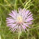 Galactites tomentosus花