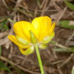 Ranunculus montanus кора