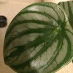 Peperomia argyreia Лист