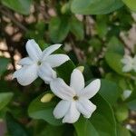 Jasminum sambac Blomst