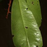 Ouratea cerebroidea Leaf