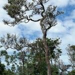 Ormocarpum cochinchinense Habitat