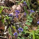 Polygala vulgaris Plante entière