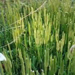 Lycopodium clavatum Habit