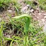 Arisaema tortuosum ഇല