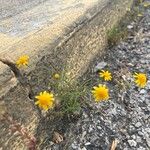 Thymophylla tenuiloba 花