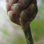 Xyris laxifolia Цвят