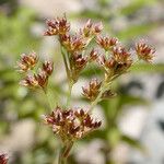 Juncus ensifolius Fruitua