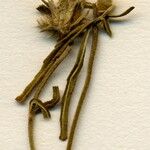 Galeopsis ladanum Fleur