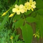 Jasminum odoratissimum Folha