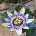 Passiflora caeruleaFlors