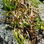 Carex tamana